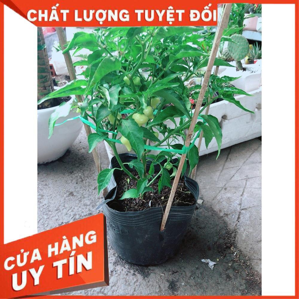 Chậu Ớt Kiểng Biquinho Độc Lạ Ăn Được