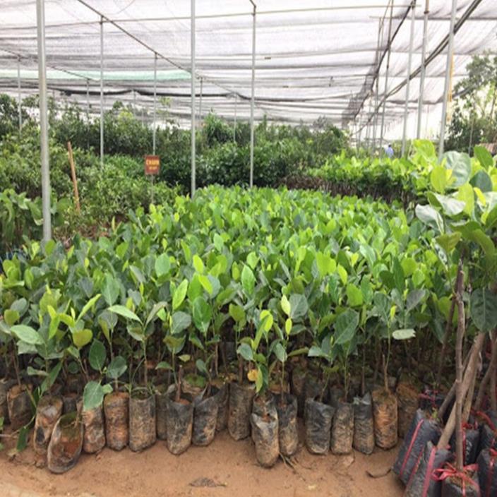 Cây giống mít dài malaýia