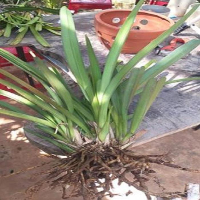 Hoa phong lan kiếm treo ki mập khỏe ấm chậu