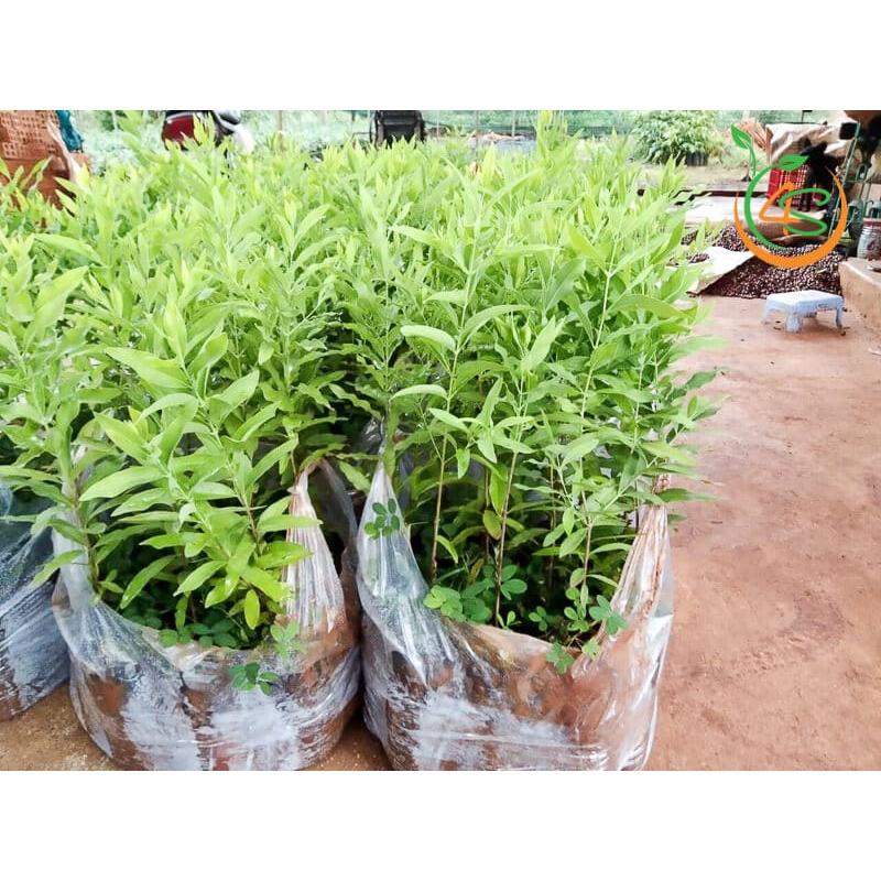 COMBO 2 Cây giống Đàn Hương trắng Ấn Độ