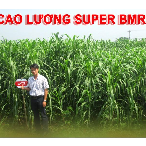 Hạt giống cỏ Sudan Super BMR - Cỏ Ngô Giống chuẩn, chất lượng cao