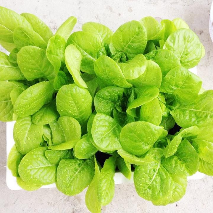 Hạt giống xà lách baby ăn non KNS3202 - Gói 10gram
