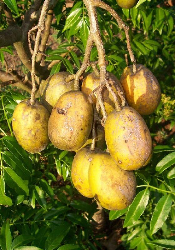 Cây CÓC THÁI ghép, CÂY LỚN nguyên bầu, cây mập to khỏe, siêu sai quả, quả giòn, cam kết chất lượng