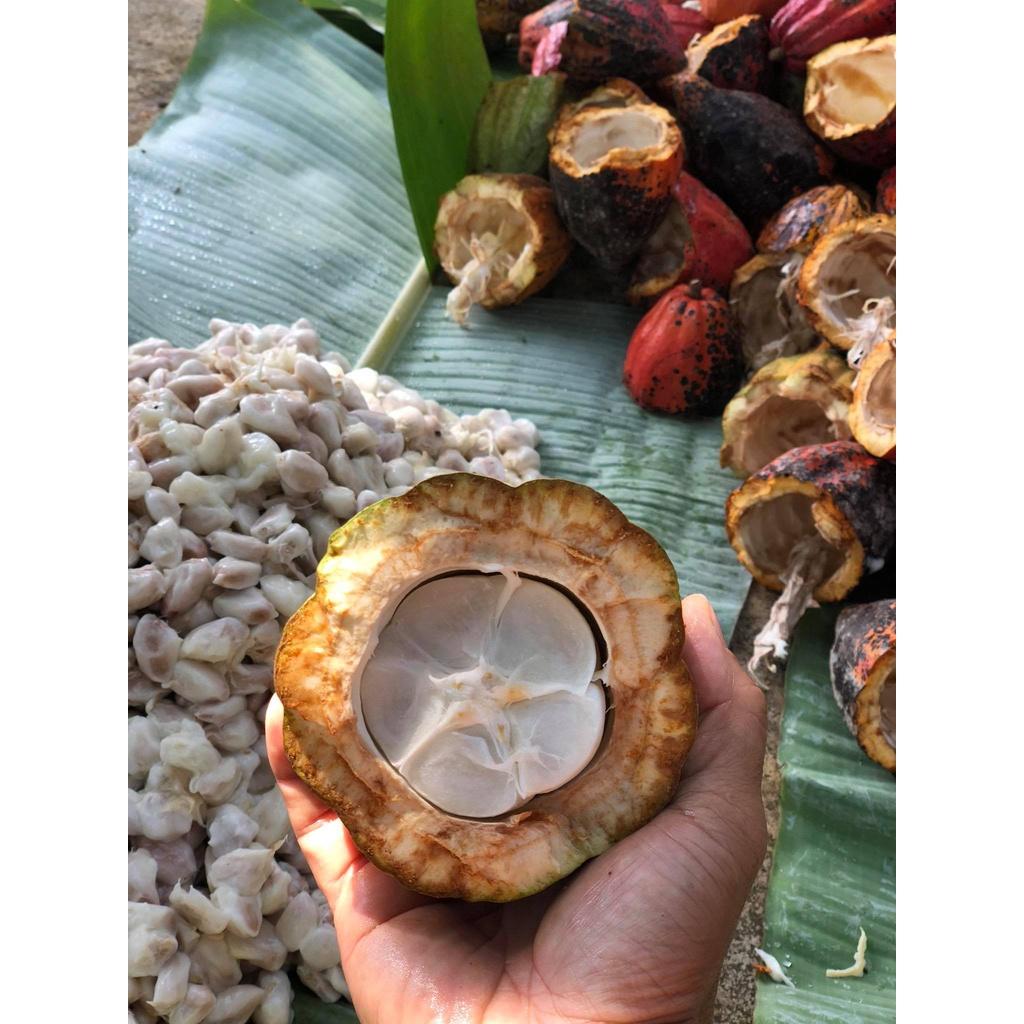 AZZAN Cacao Nibs – Hạt Cacao rang vỡ, nguyên bản vị đắng thơm nồng