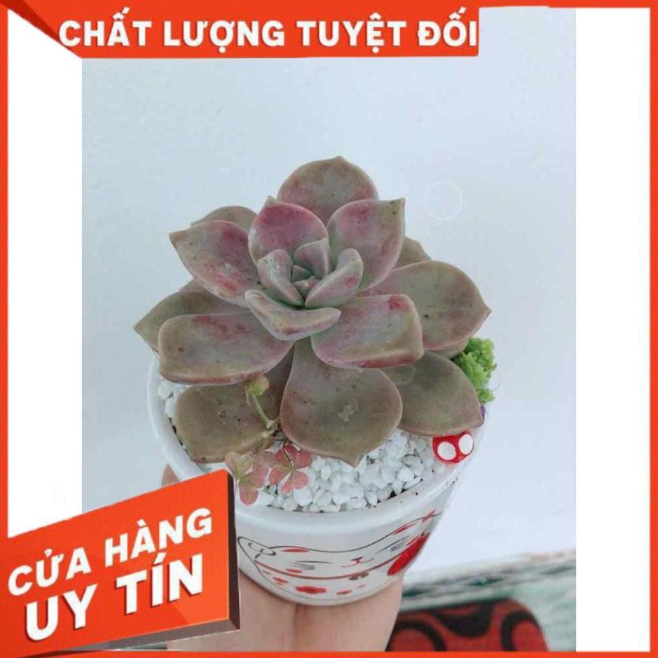 Chậu sen đá sỏi tím Nhiều Người Mua