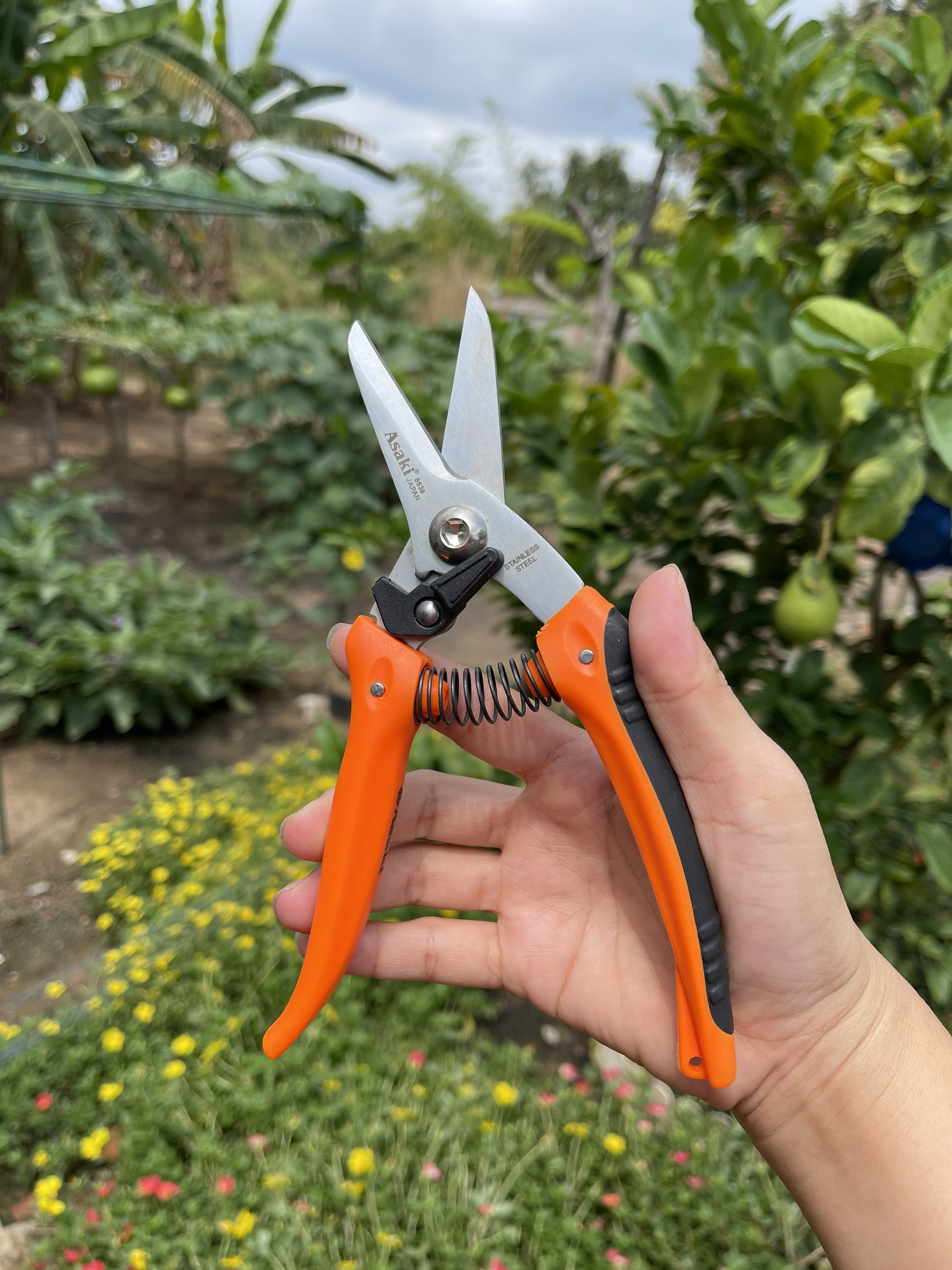 Kéo lưỡi nhọn bấm cành cây kiểng