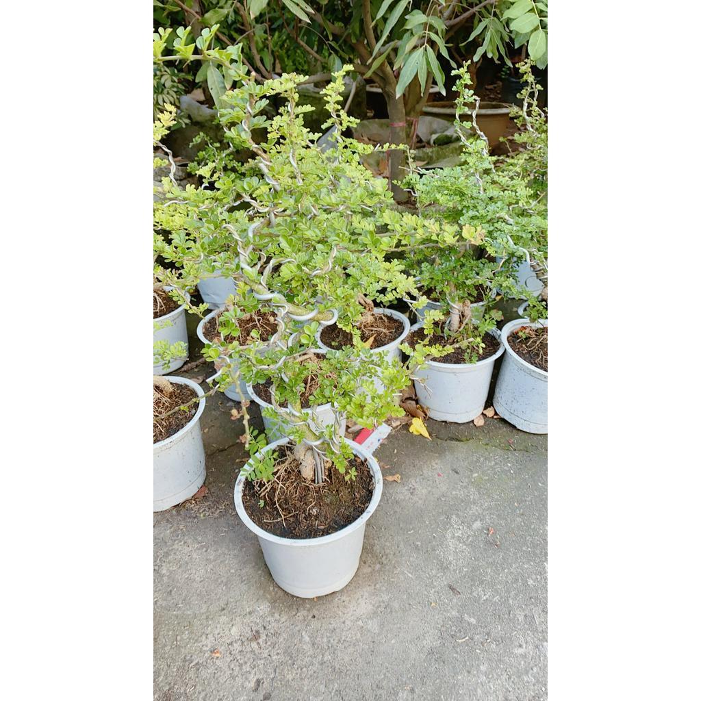 Cần Thăng Bonsai Lớn