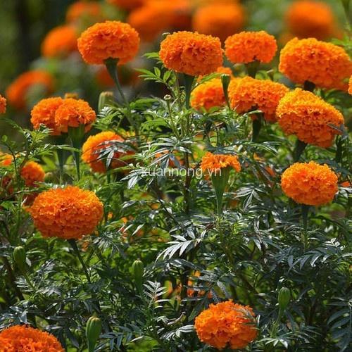 Hạt giống hoa Vạn Thọ đỏ cam Lở F1 - AGRI ORANGE 04M