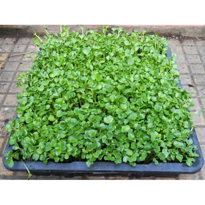 Hạt giống rau mầm củ cải trắng 100g