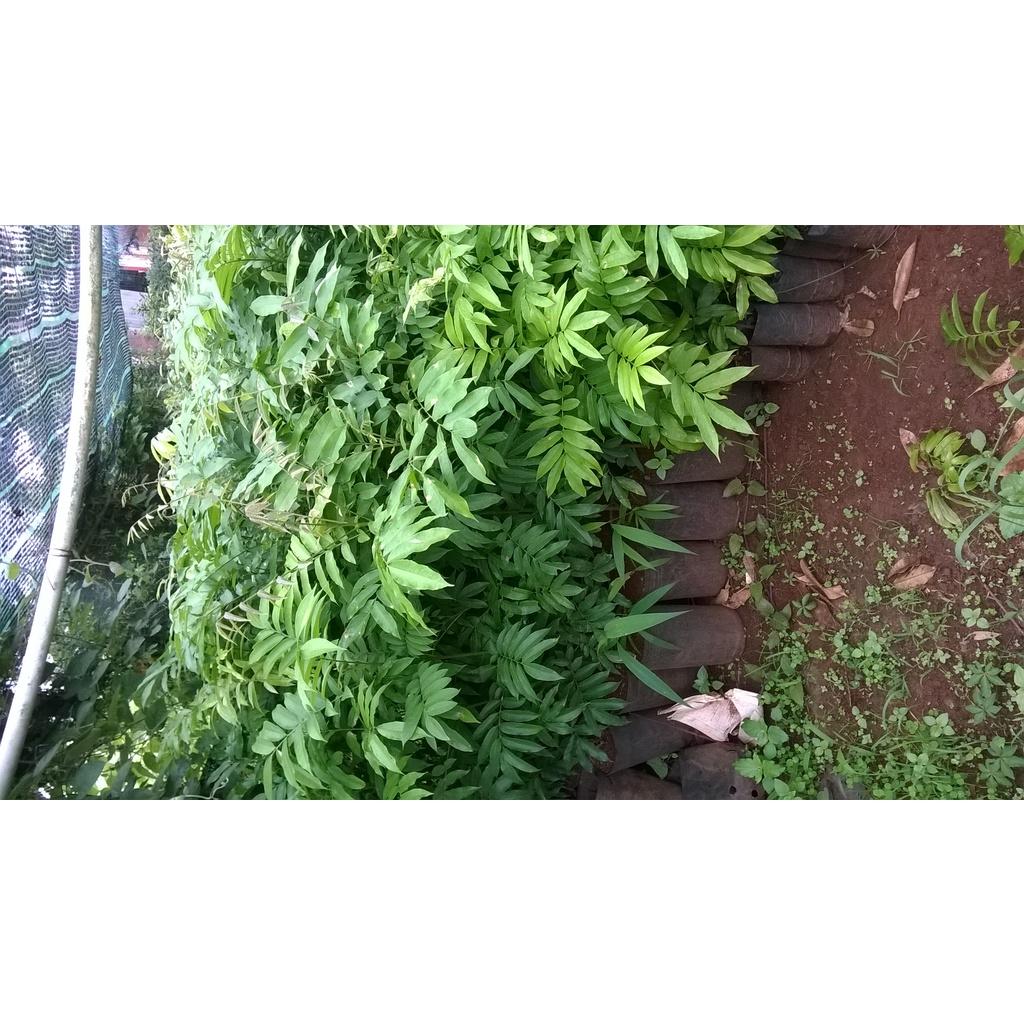 CÂY GIỐNG SẤU GHÉP