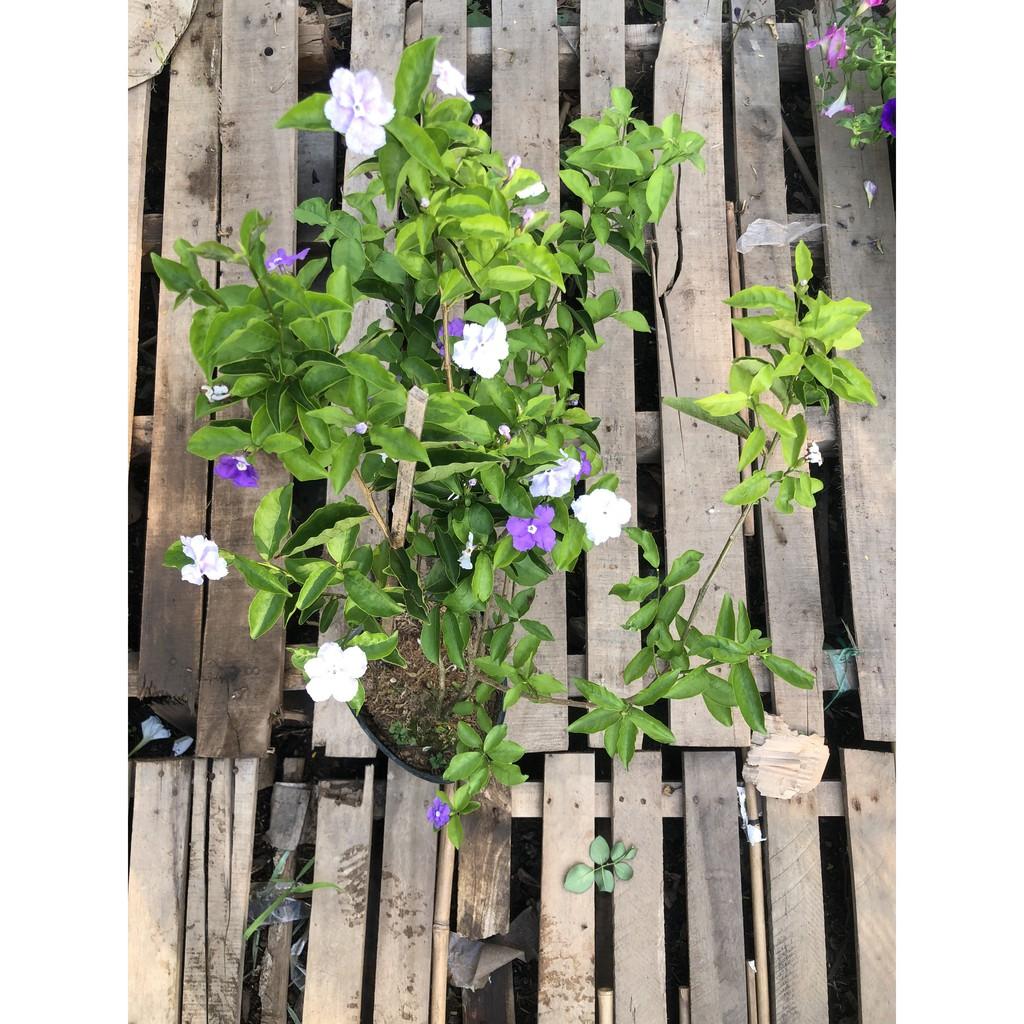Cây lài nhật cao 40 - 50 cm