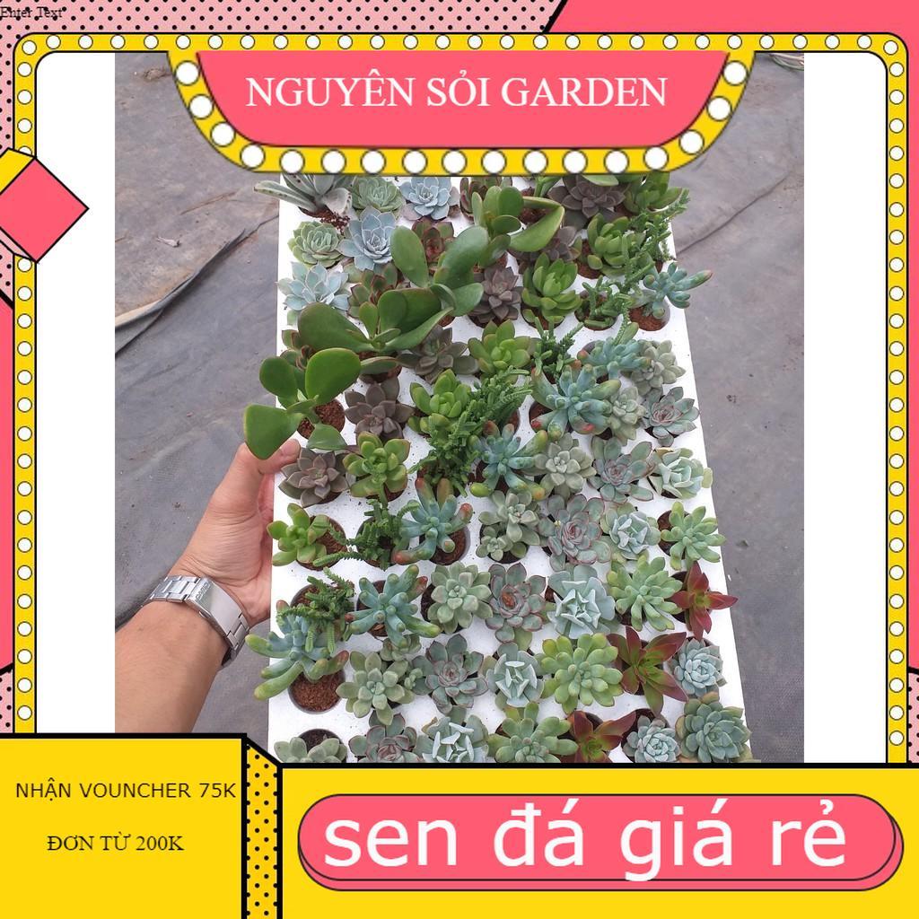 Sen đá vỉ mix 18 loại đến 24 loại