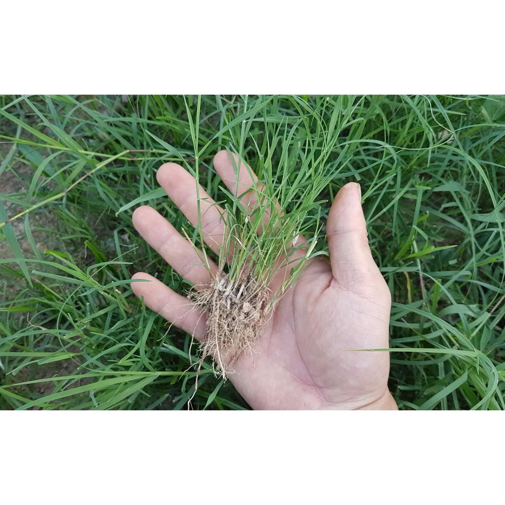Hạt Giống Thảm Cỏ Bermuda gói 100g - Cỏ Sân Vườn - Cỏ Thảm - Cỏ Trồng Cảnh Quan