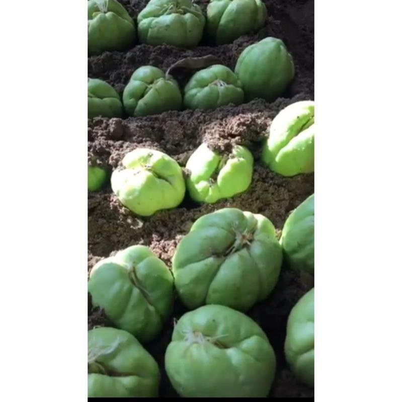 Quả su su giống + Tặng 01 Cây Quế