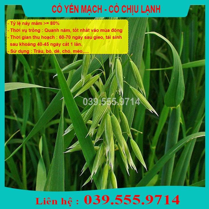 HẠT GIỐNG CỎ CHĂN NUÔI YẾN MẠCH 1Kg- Cỏ Chịu Lạnh - CCN - CS