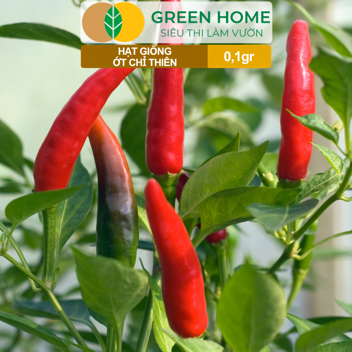 Hạt Giống Ớt Chỉ Thiên GreenHome, Gói 0,1g, Sai Trái, Dễ Trồng, Nảy Mầm Cao, Thu Hoạch G10