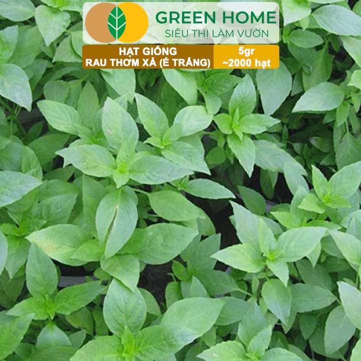 Hạt Giống Rau Thơm Xả (É Trắng) GreenHome, Gói 5g~2000 hạt, Sinh Trưởng Khỏe, Dễ Trồng Quanh Năm G19