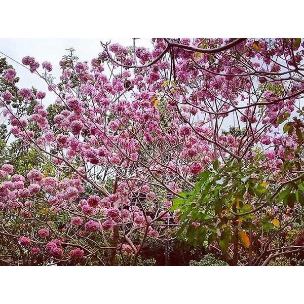Cây giống PHONG LINH TÍM - hoa tím cực đẹp,gửi đi nguyên bầu