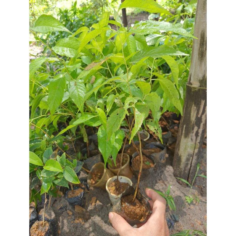 Cây giống HOA ANH ĐÀO