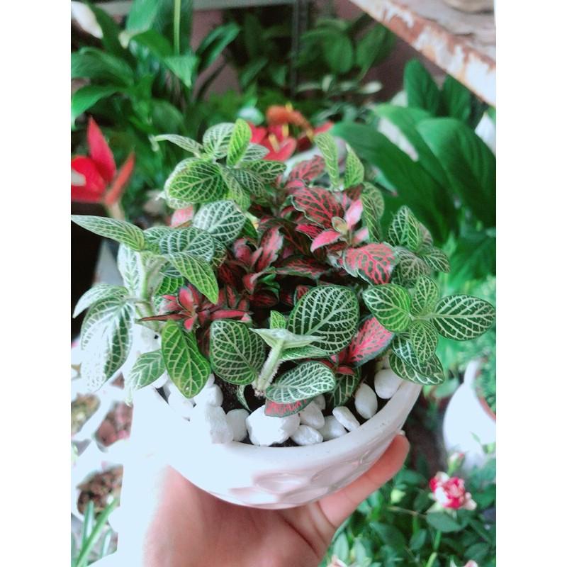 Chậu Cây Lá May Mắn