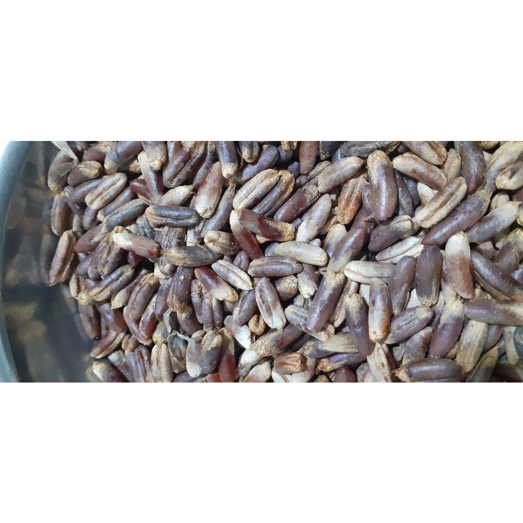 50 gram hạt giống chà là trung đông