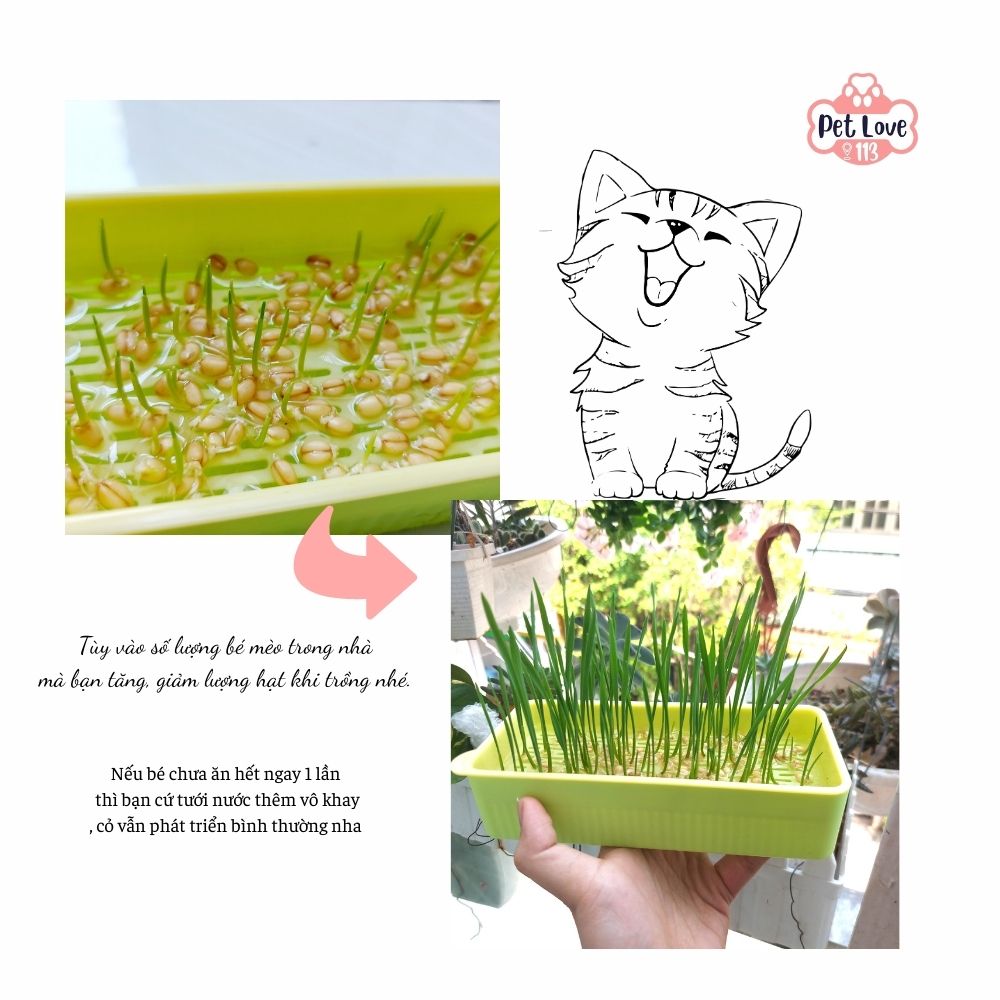 Bộ khay trồng cỏ mèo thủy canh tiện lợi - Hỗ trợ tiêu hóa, tặng kèm 5 gói hạt cho bé/ Giao màu ngẫu nhiên