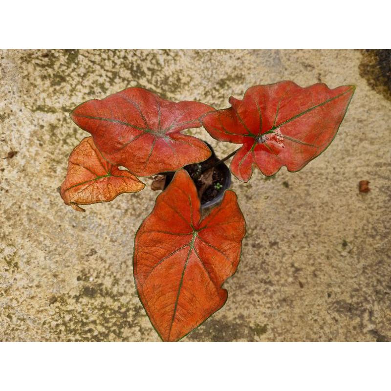 Chậu cây môn đỏ caladium Danasty