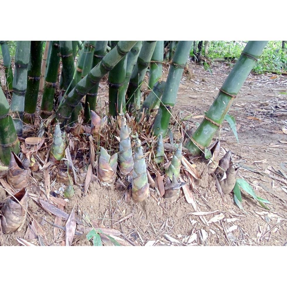 CÂY GIỐNG MĂNG TRE BÁT ĐỘ, CAM KẾT GIỐNG CHUẨN F1 + Tặng 01 cây dâu da đất