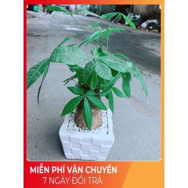 Chậu Kim Ngân 1 Thân Size Lớn