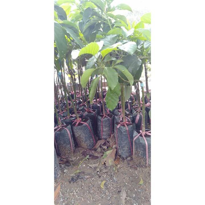 Cây bơ giống 034 - quả dài