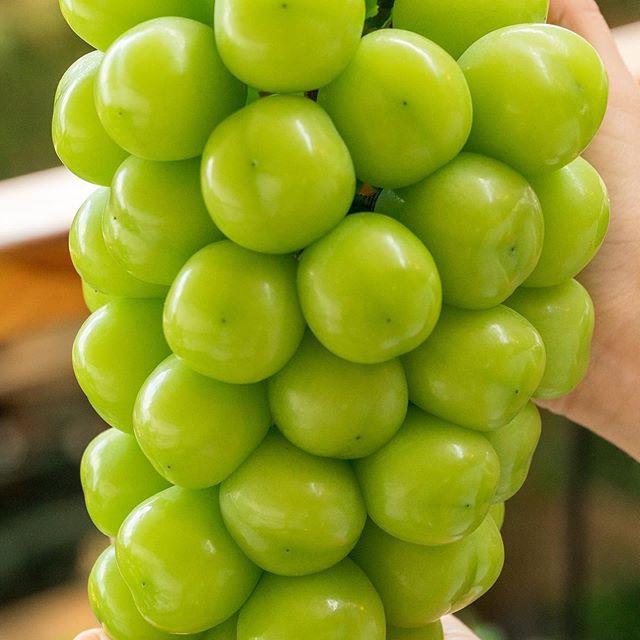 Cây Nho Giống Mẫu Đơn Shine Muscat