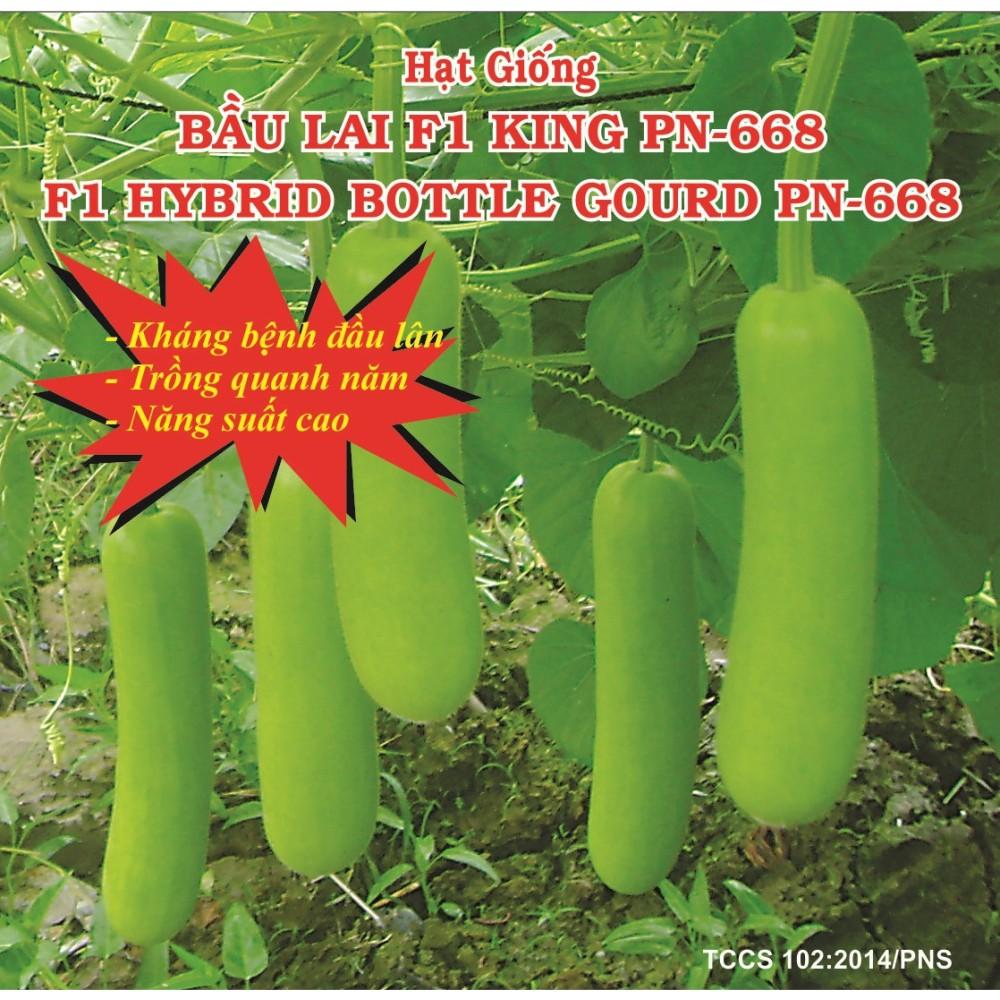Hạt Giống Bầu Lai F1 Sai Trái