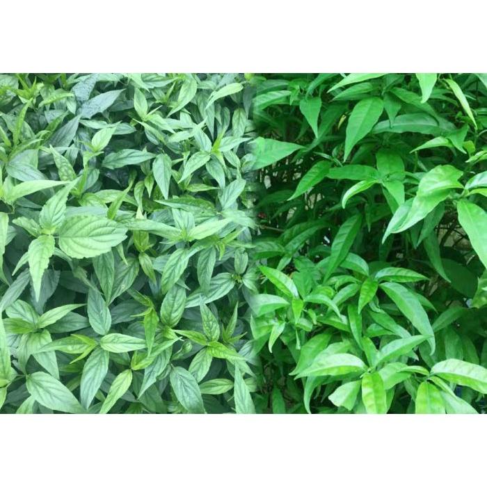 Cây xương khỉ, cây hoàn ngọc trắng- set 50 cây giống