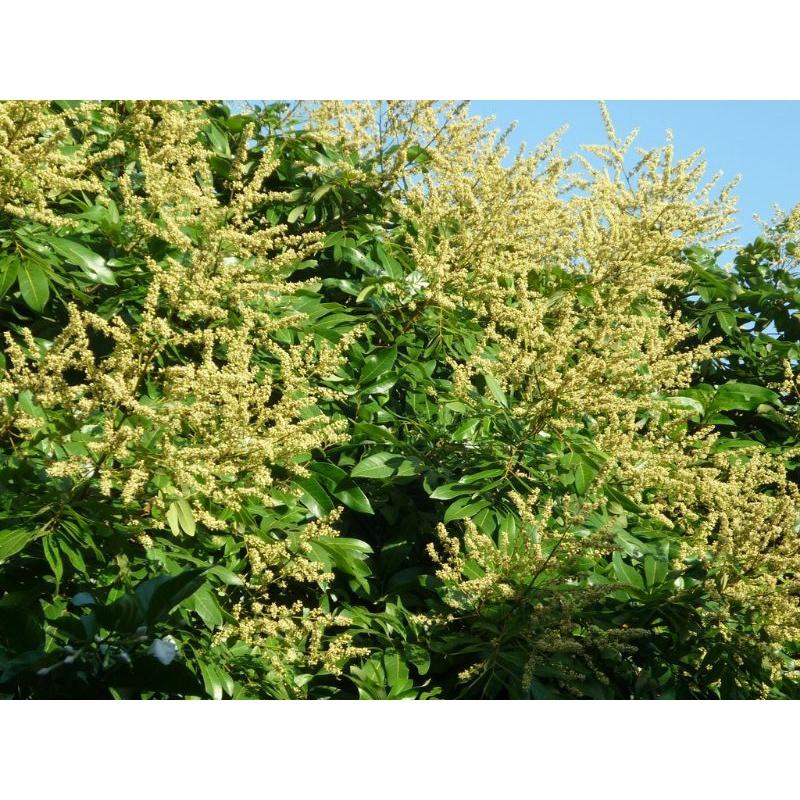 Phân bón Nutri Gold 15-30-15 . Tạo mầm hoa, kích ra hoa đồng loạt, ra rễ mạnh