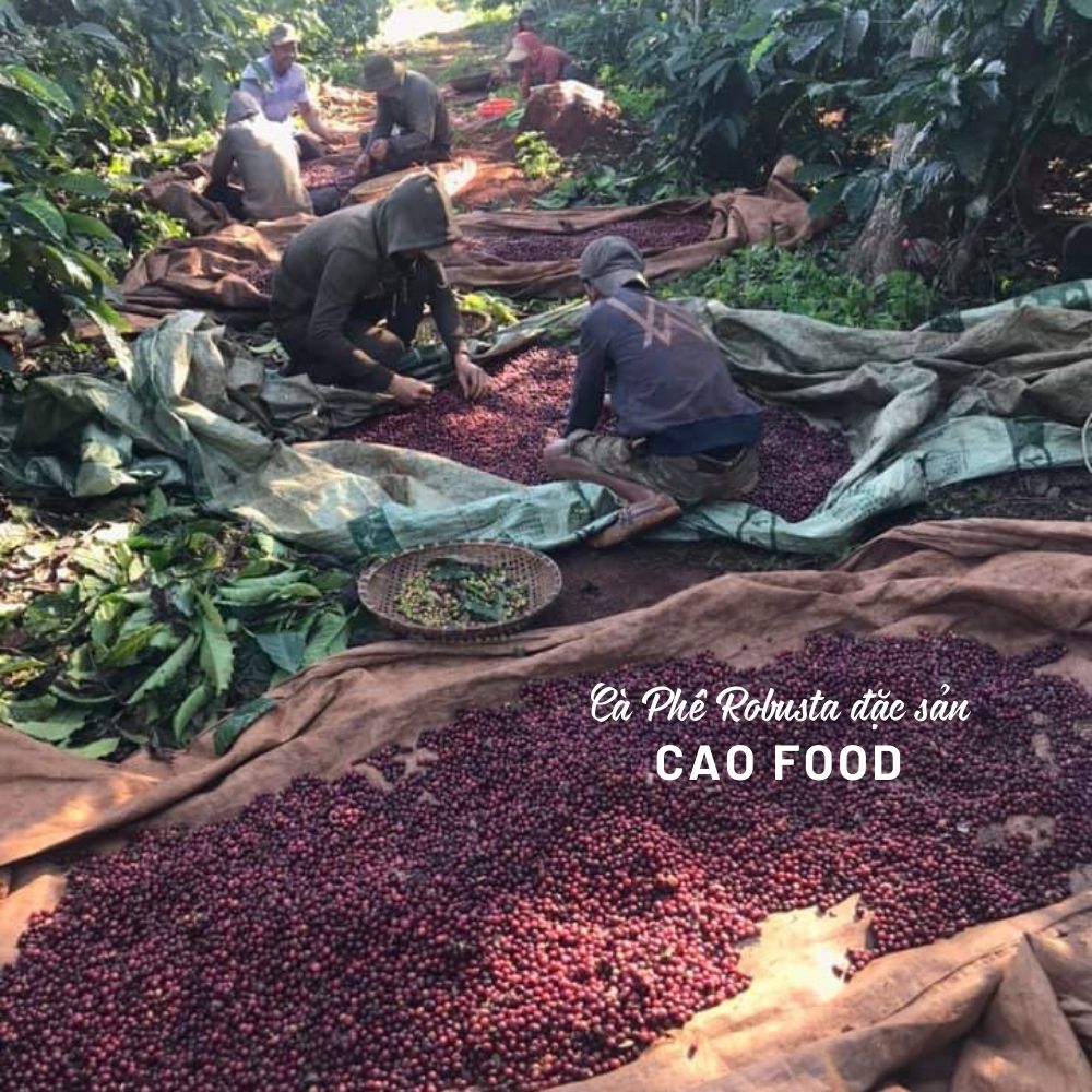 Cà phê Robusta Đaklak CAO FOOD từ 100% hạt cà phê robusta chín - đặc sản chế biến ướt Tây Nguyên cao cấp