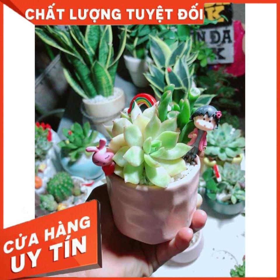 Chậu sen đá tiểu cảnh Nhiều Người Mua