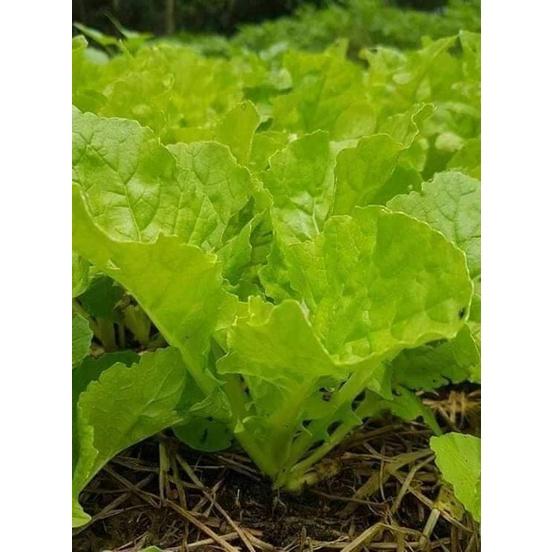 Hạt Giống Cải Bẹ Dún CT338 - Gói 10gram