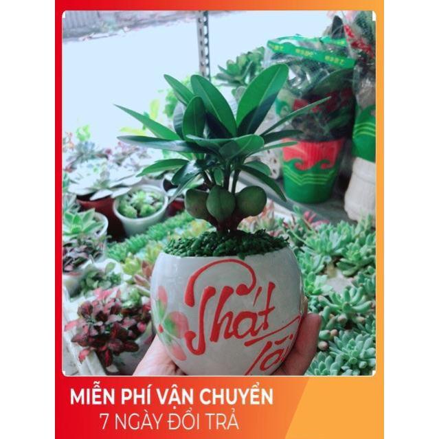 Chậu Cây May Mắn Phát Tài