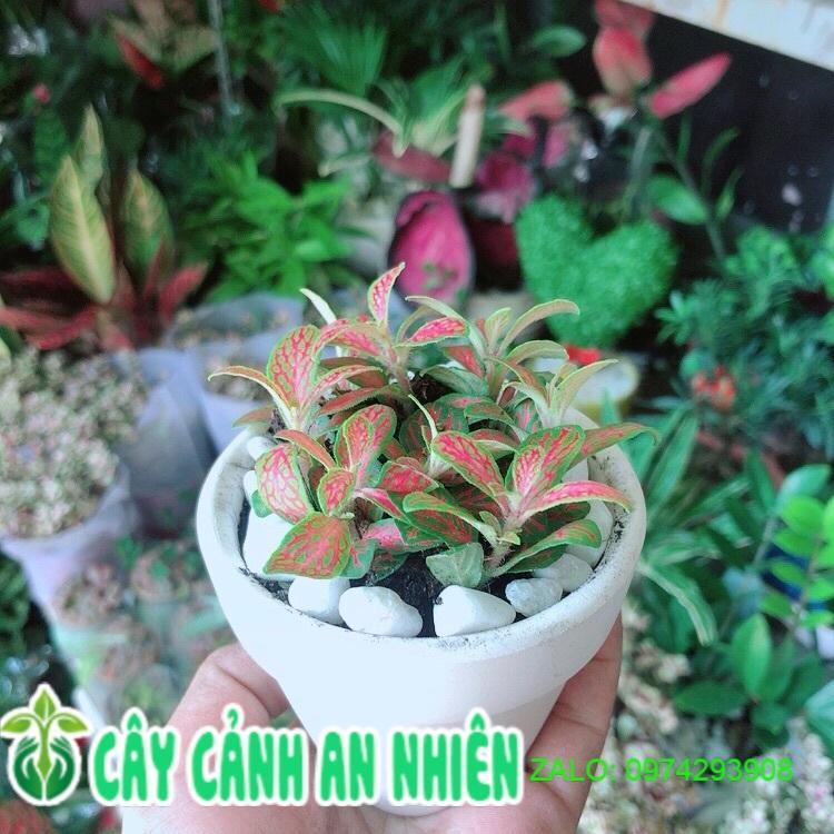 Chậu Cây Cẩm Nhung Cam