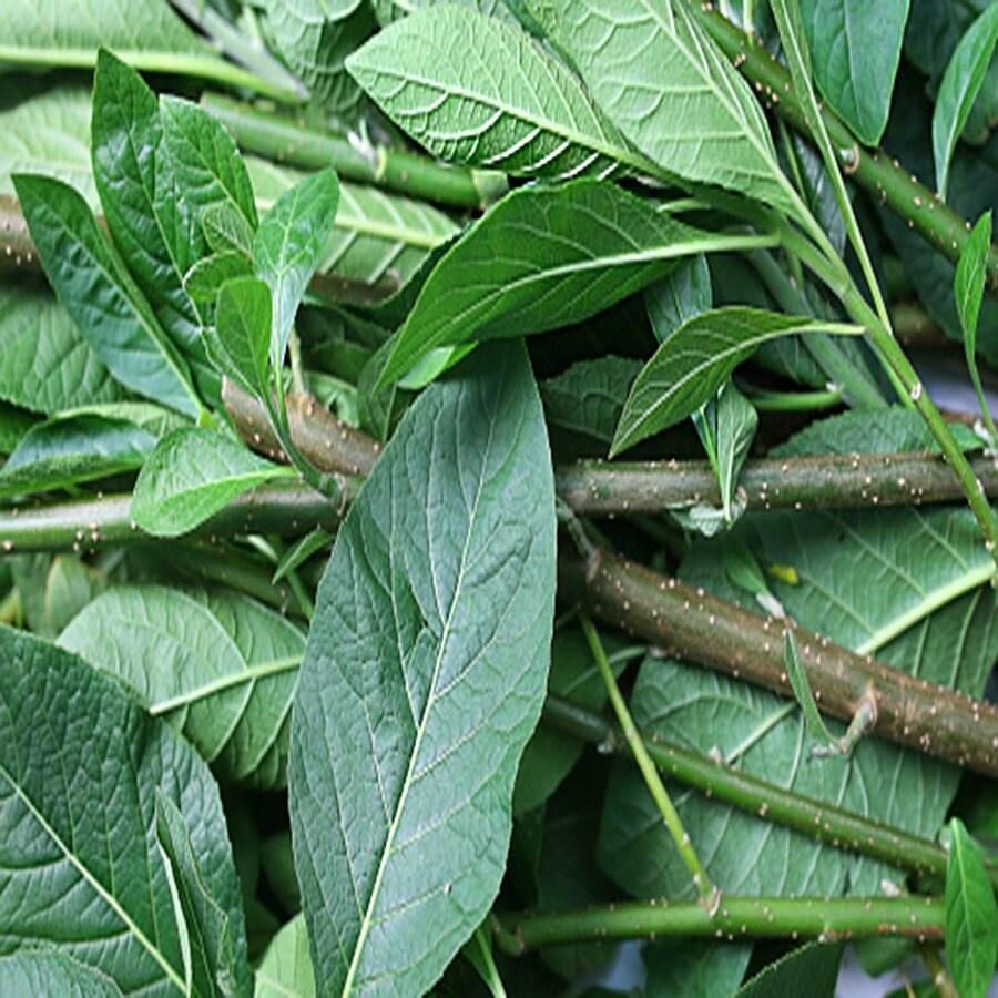 Gối Hạc Khô Loại 01