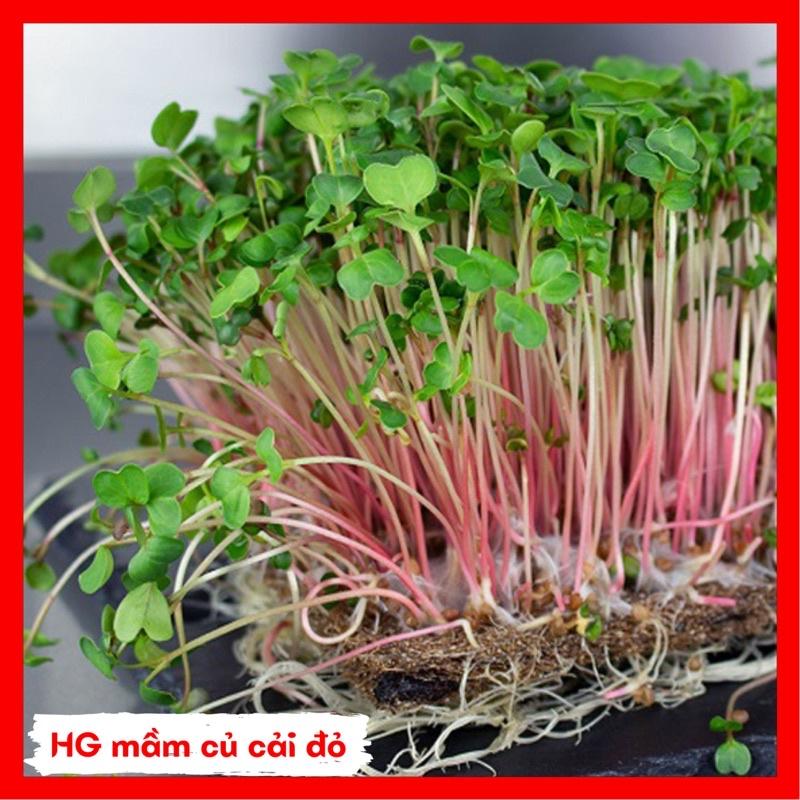 Hạt giống rau mầm các loại thu hoạch sau 7-10 ngày gieo.
