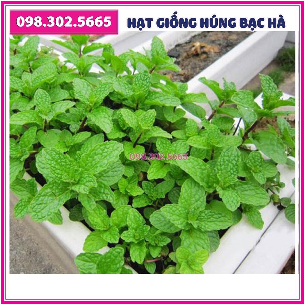 Hạt giống rau húng bạc hà - gói 0,5 gam - hạt chất lượng cao, nảy mầm tốt