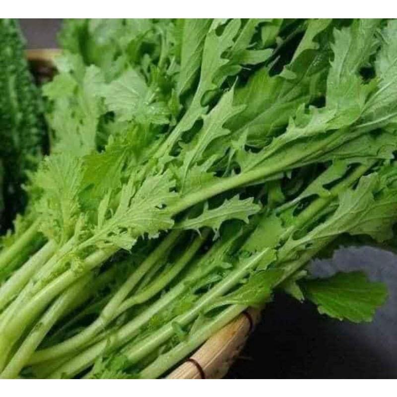 HẠT GIỐNG CẢI ĐUÔI PHỤNG TRANG NÔNG 20GR