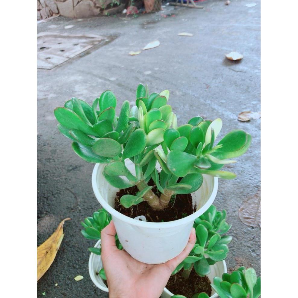 Chậu Ngọc Bích Bán Chạy