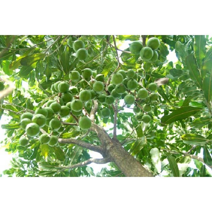 Cây macca hàng gieo hạt