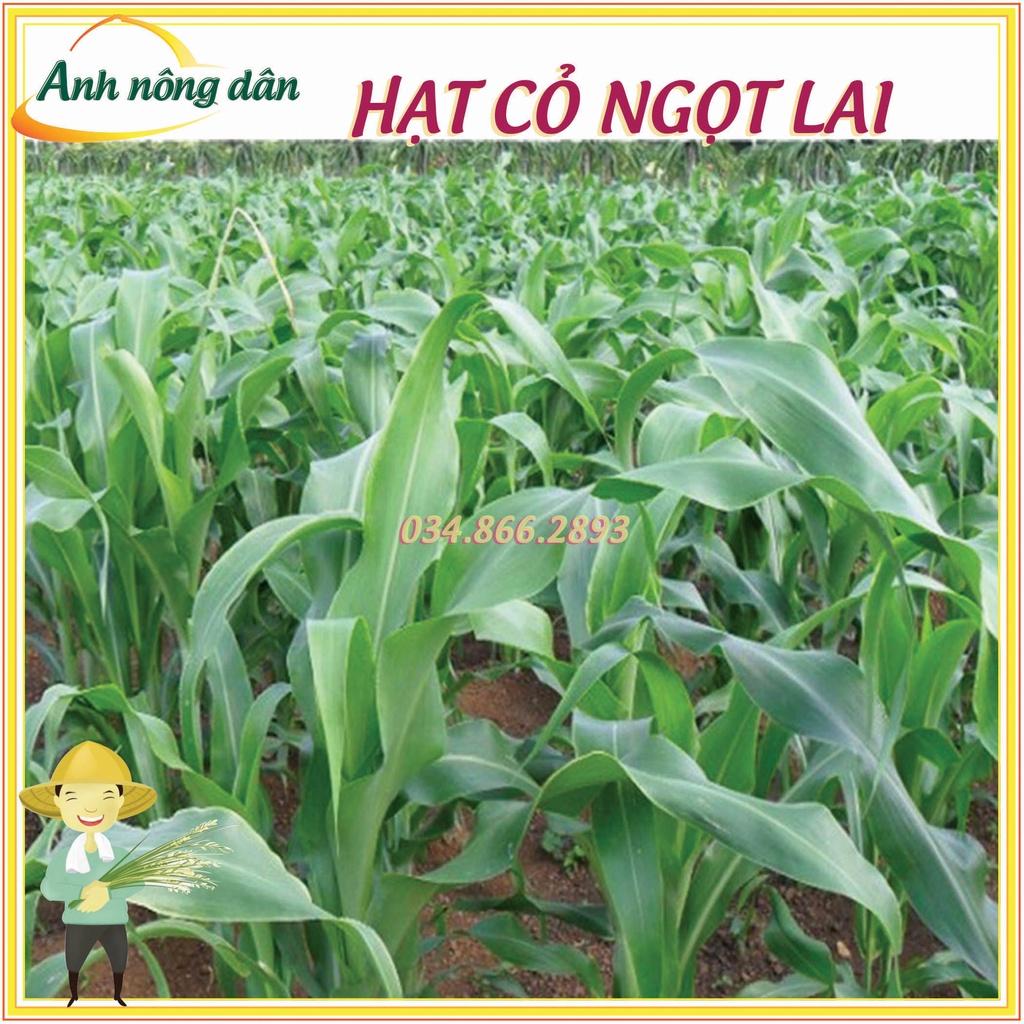 500g Hạt giống cỏ lai ngọt - Hạt giống cỏ chăn nuôi
