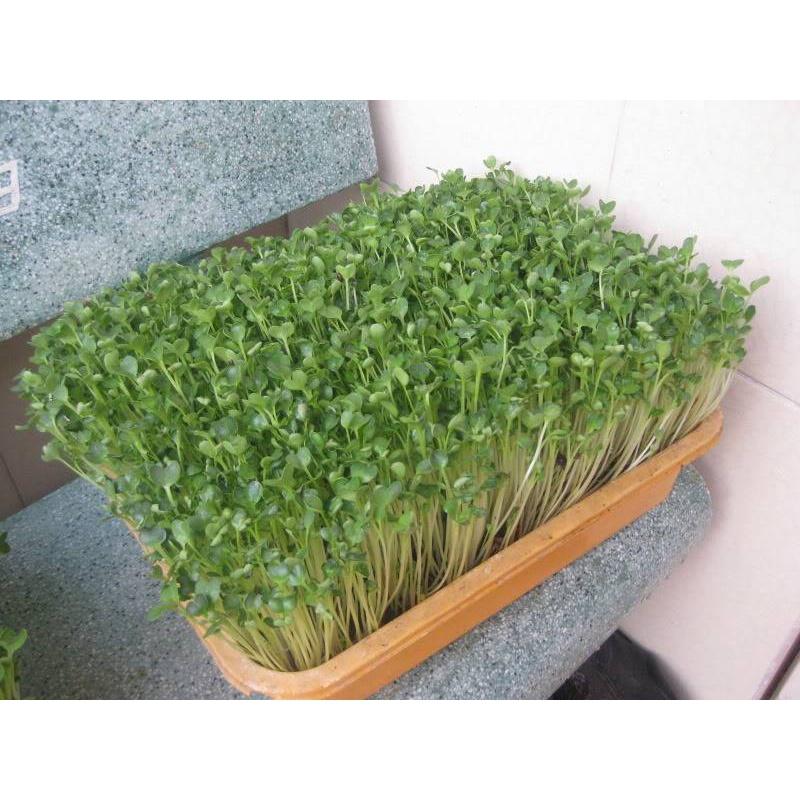 1kg Hạt Giống Rau Mầm Củ Cải Trắng Đà Lạt