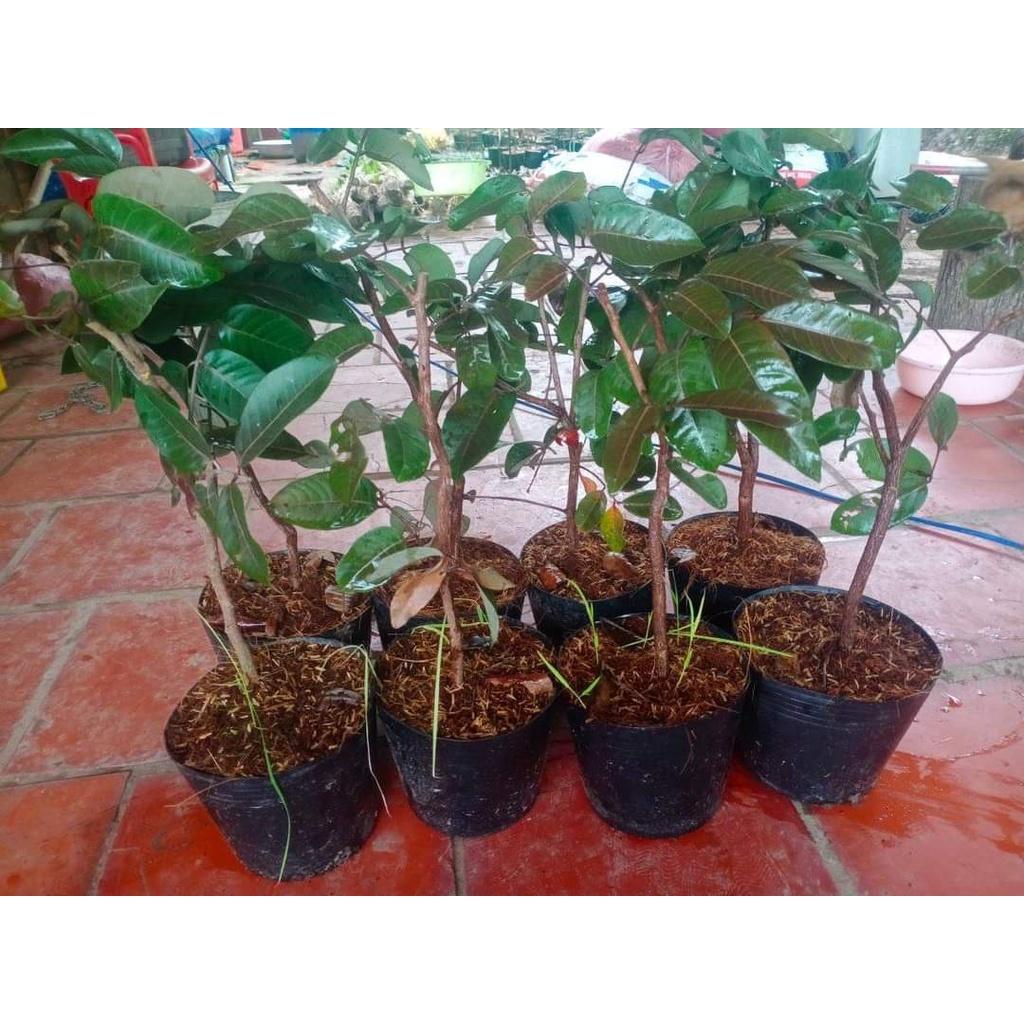 Cây giống Nhãn Tiêu Da Bò 7 Tô
