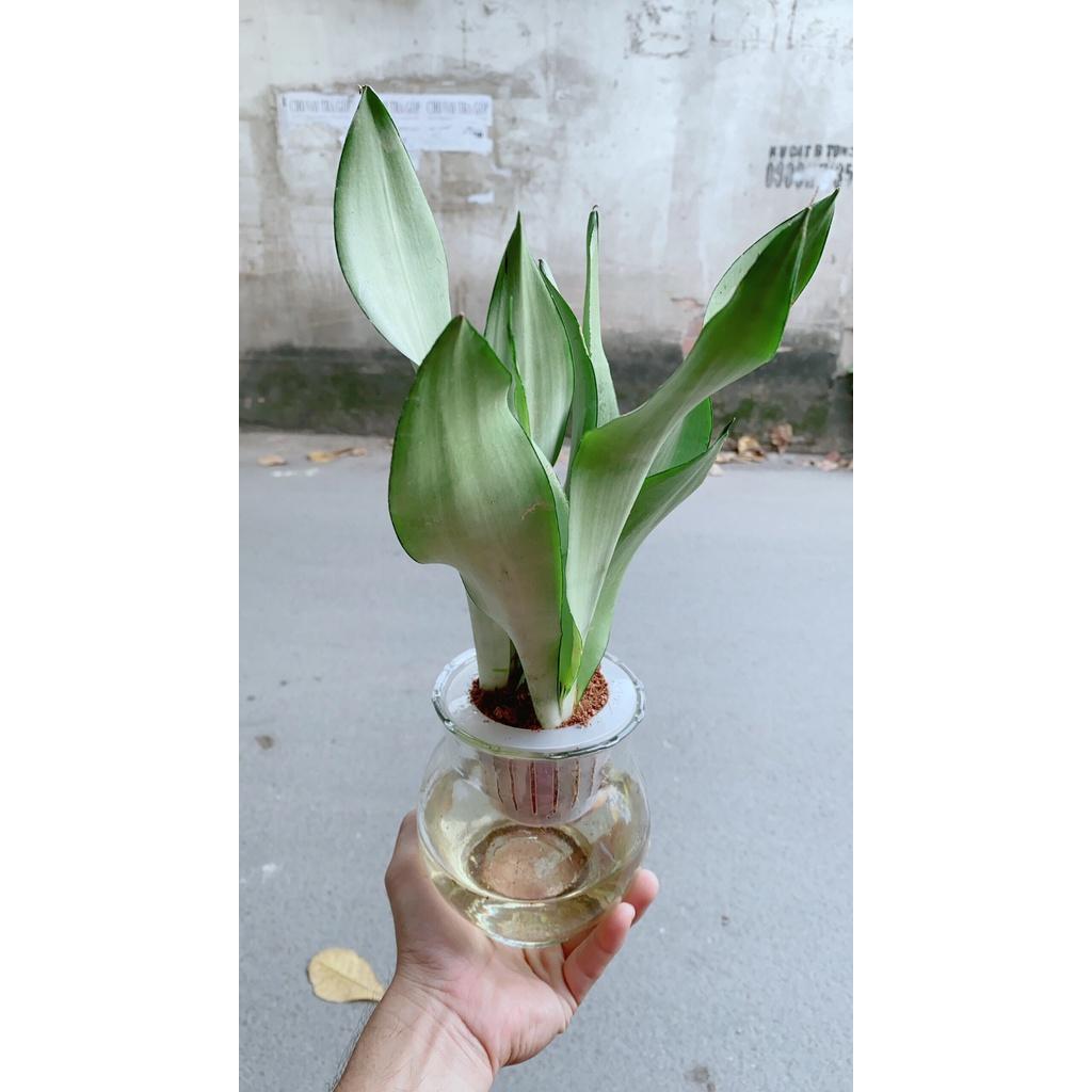 Chậu Lưỡi Hổ Bạc Thuỷ Canh