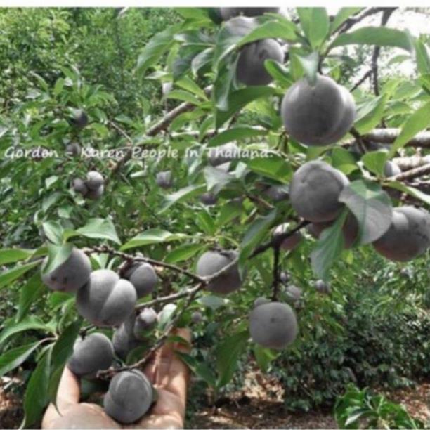 Cây mận đen chuẩn giống năng suất cao